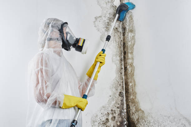 Delft Colony, CA Mold Remediation Company