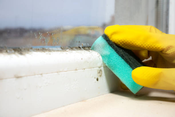 Best Commercial Mold Remediation in Delft Colony, CA