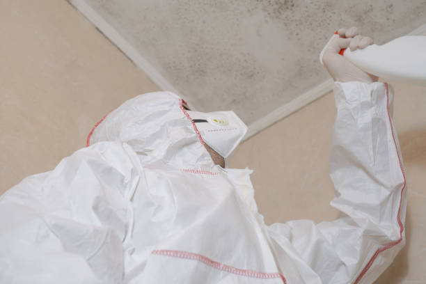 Best Attic Mold Remediation in Delft Colony, CA