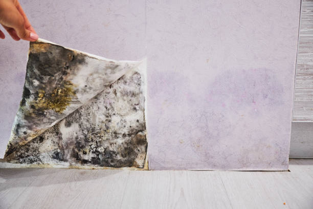 Best Preventive Mold Services in Delft Colony, CA